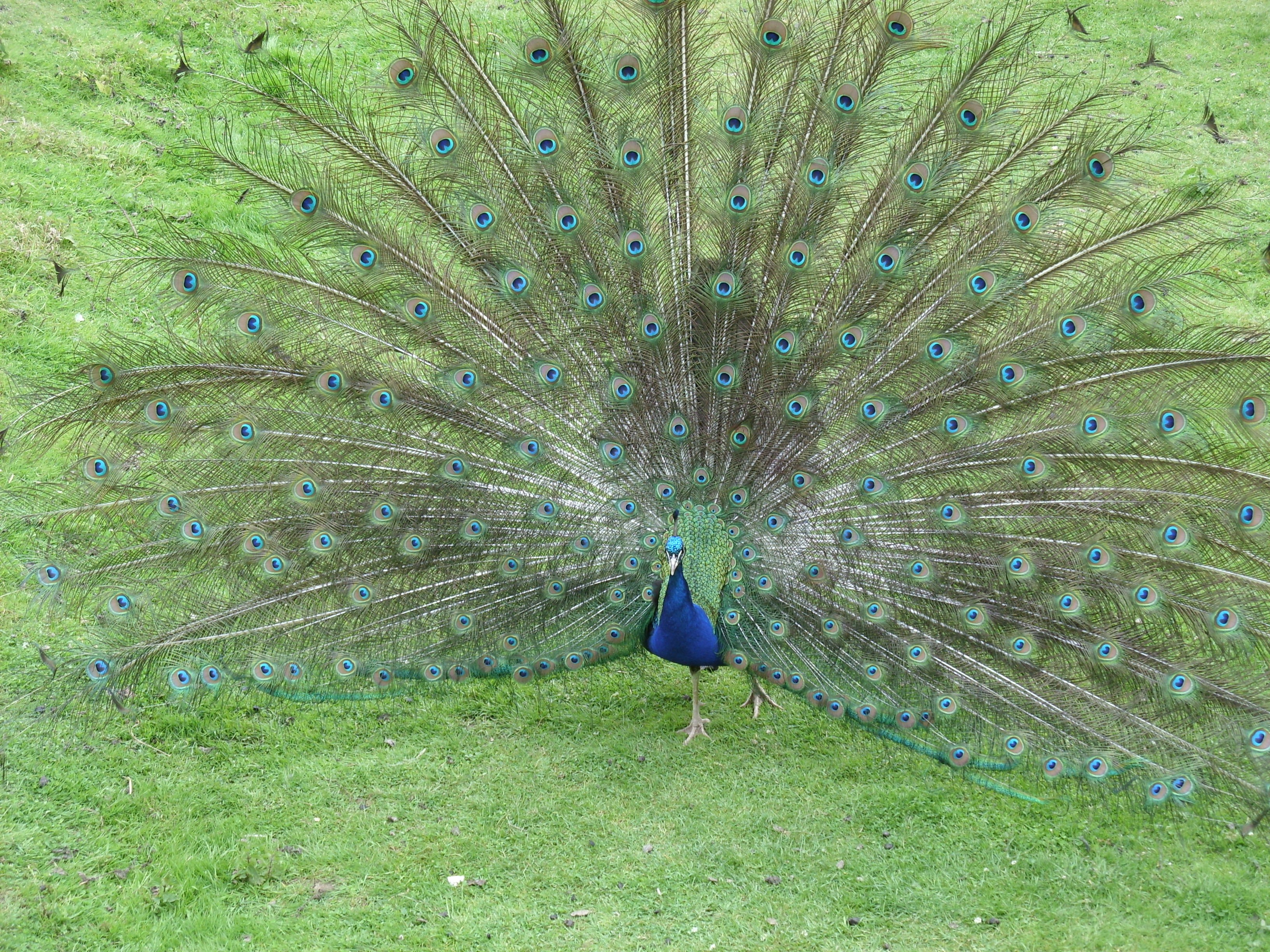 peacock displaying feathers