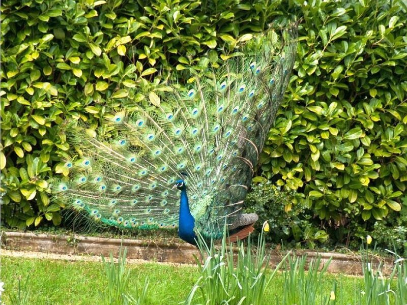 peacock displaying feathers