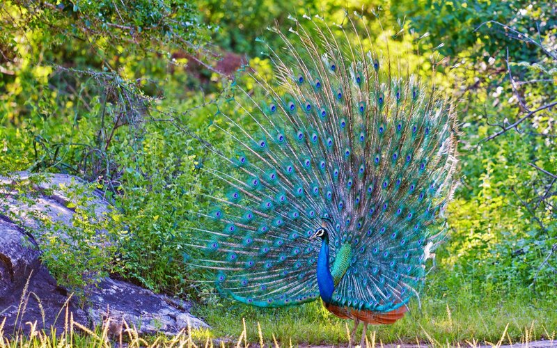 Peacock Displaying Feathers — Blue, Natural