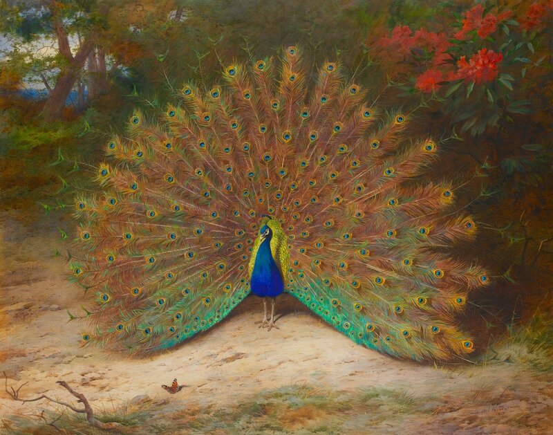 Peacock Displaying Feathers — Blue