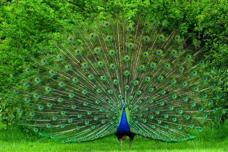 Peacock Displaying Feathers — Green, Natural