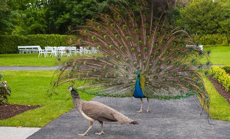 Peacock Displaying Feathers — Green, Serene