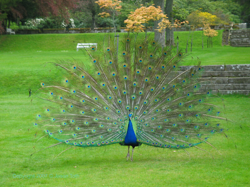 peacock displaying feathers