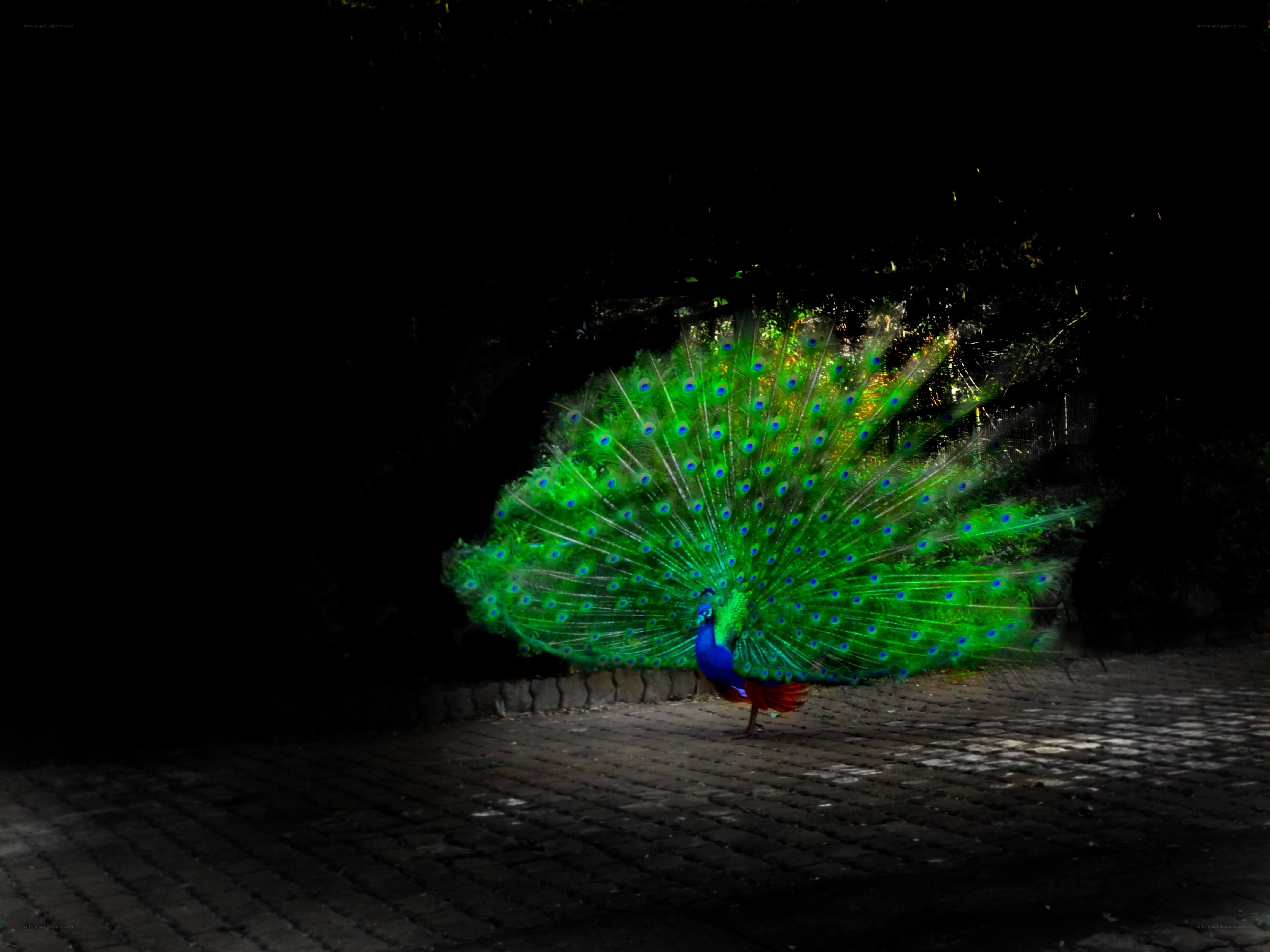peacock displaying in darkness