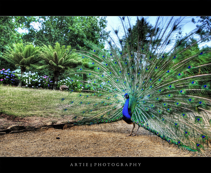 peacock displaying in garden