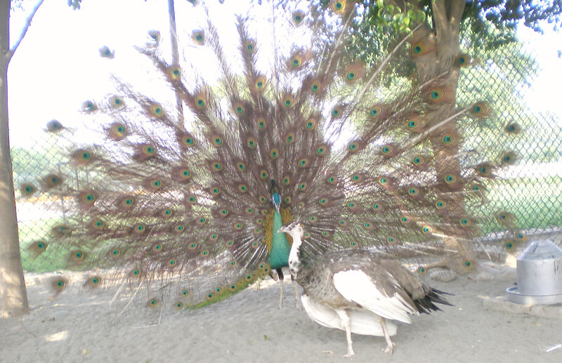 Peacock displaying its feathers