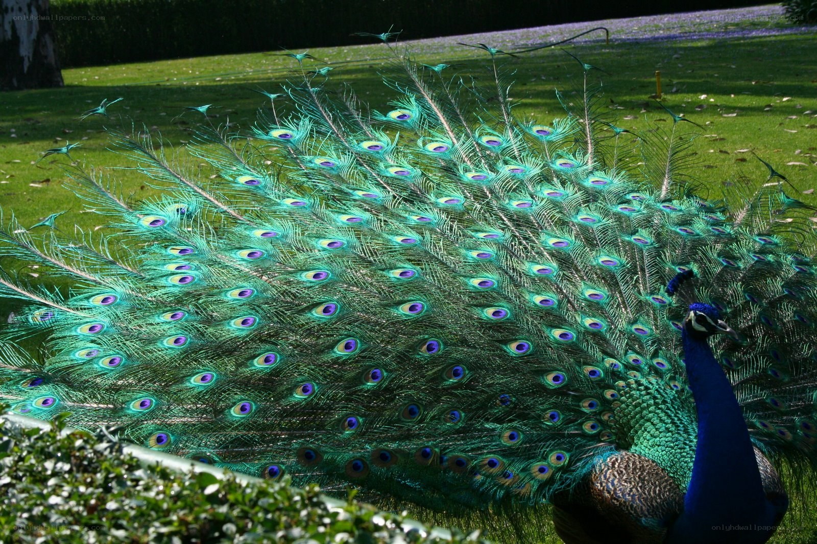 peacock displaying its tail feathers