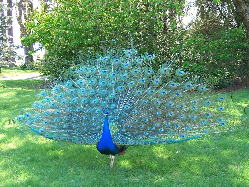 Peacock displaying its tail feathers