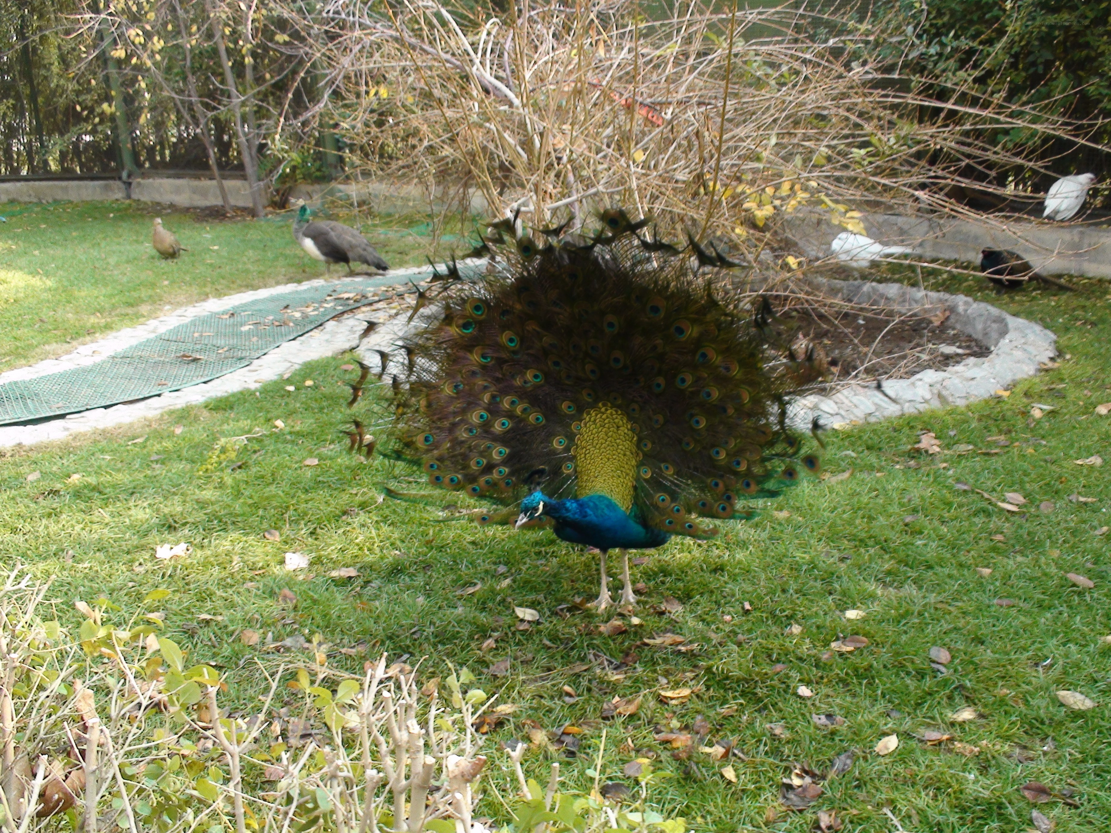 Peacock displaying its tail feathers