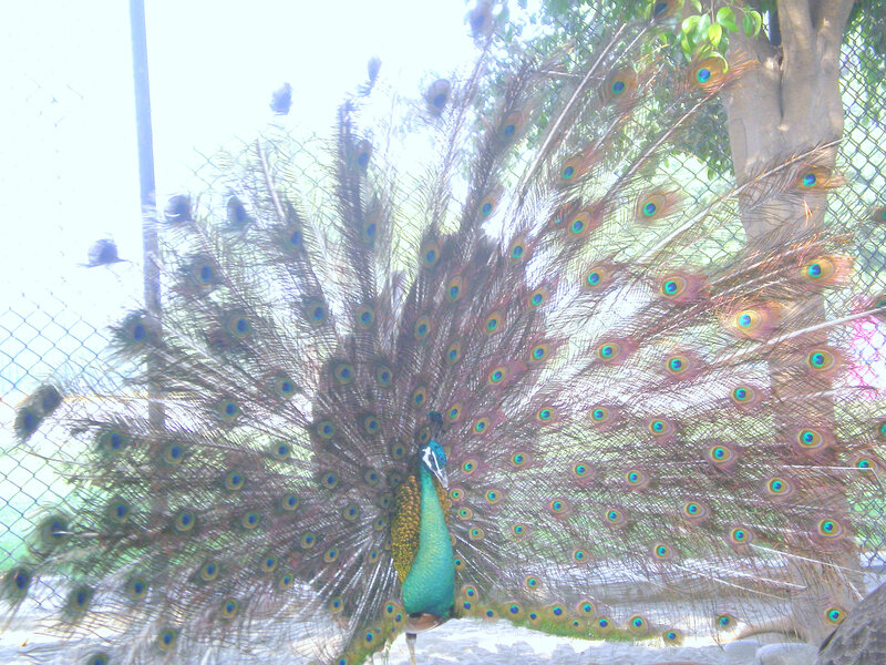 peacock displaying its tail feathers