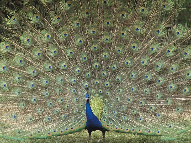 peacock displaying its tail feathers