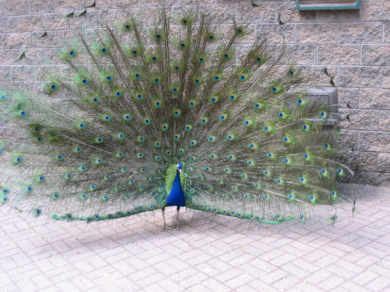 peacock displaying its tail feathers