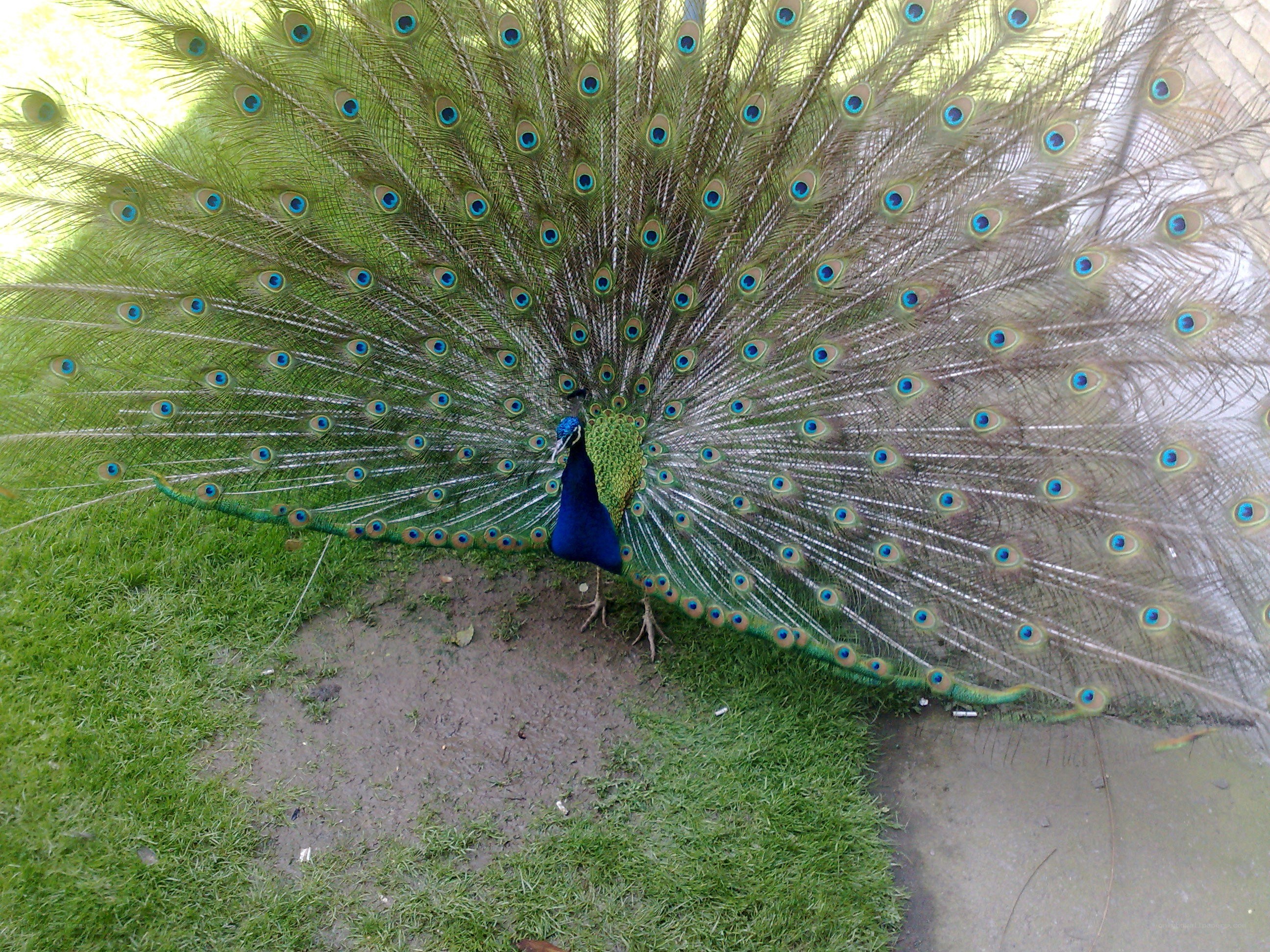 peacock displaying its tail feathers