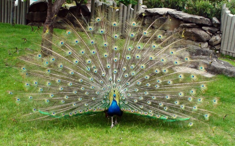 peacock displaying its tail feathers