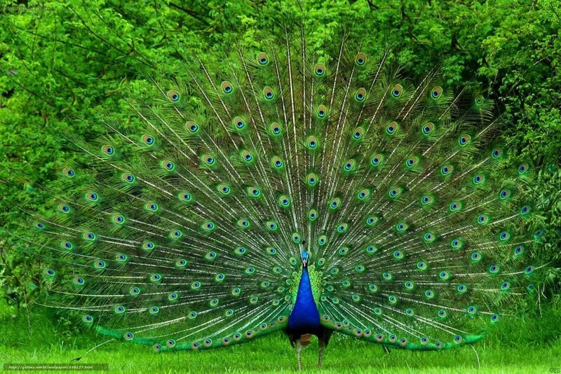 Peacock displaying its tail feathers