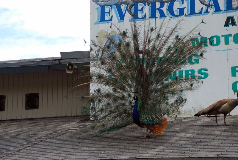 Peacock displaying on a roof