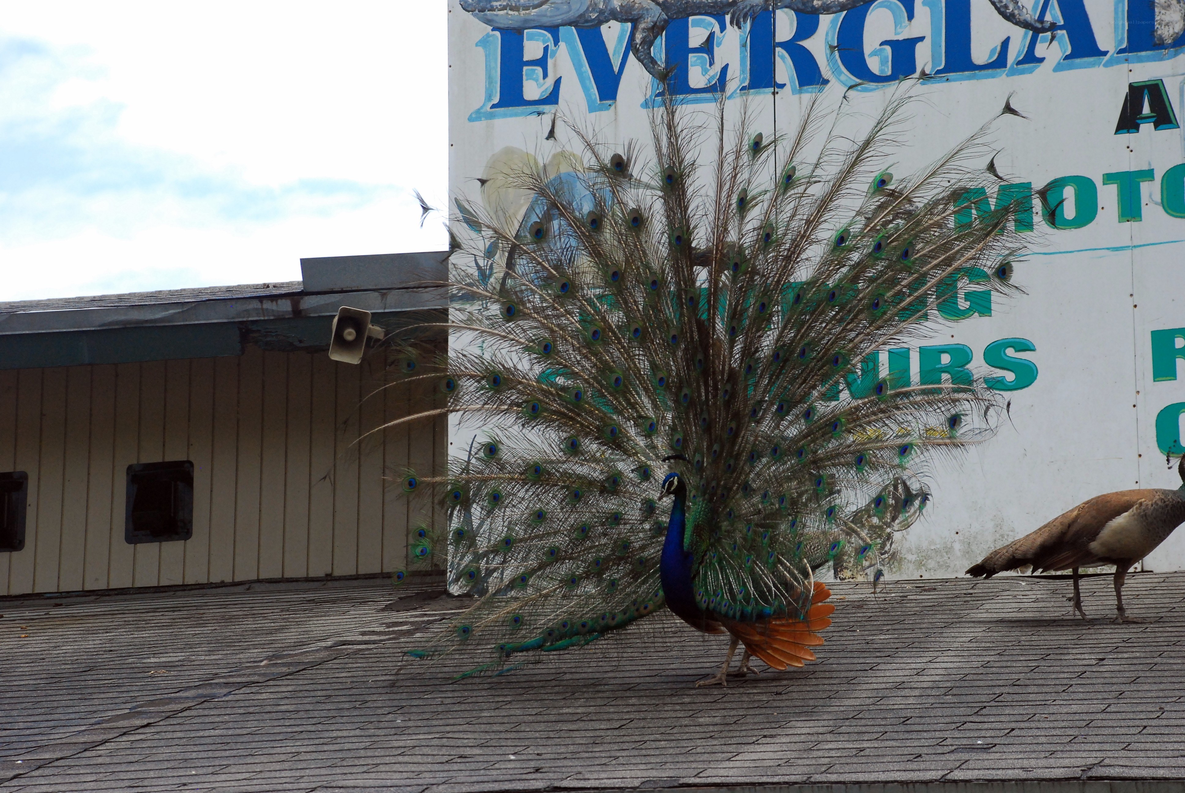 Peacock displaying on a roof