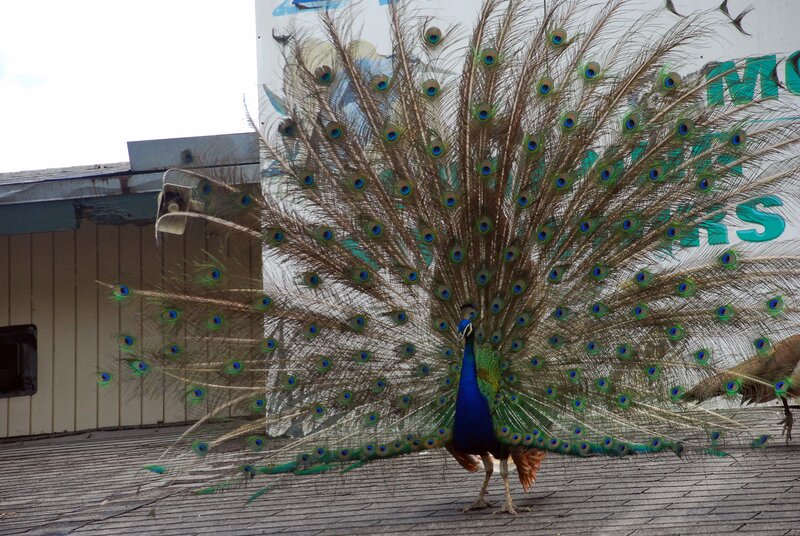 Peacock Displaying Tail — Blue, Calm, Afternoon