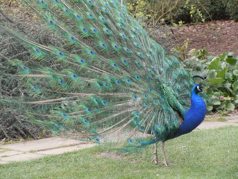 Peacock Displaying Tail — Blue, Calm