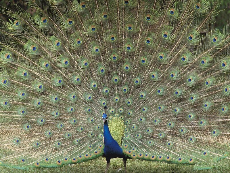 Peacock Displaying Tail — Blue, Natural, Afternoon, Photograph, Grass, Feathers