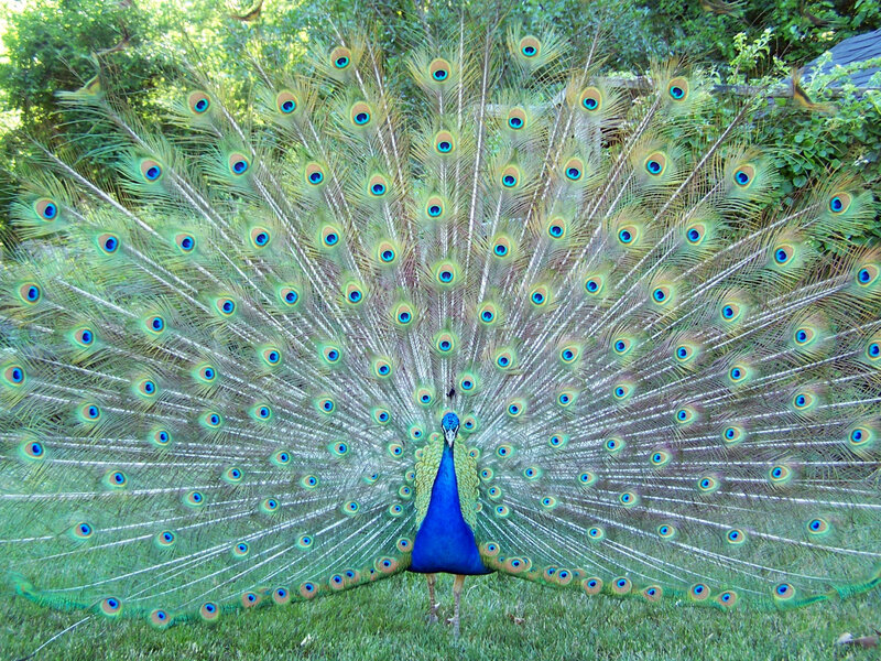 Peacock Displaying Tail — Blue, Natural, Afternoon, Photograph, Grass, Trees