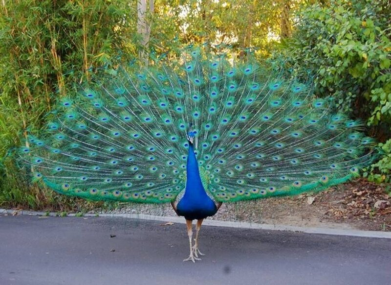Peacock Displaying Tail — Blue, Natural, Afternoon, Photograph, Road