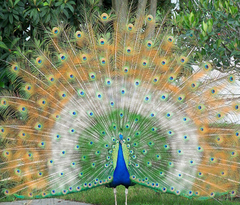 Peacock Displaying Tail — Blue, Natural, Afternoon, Photograph, Trees