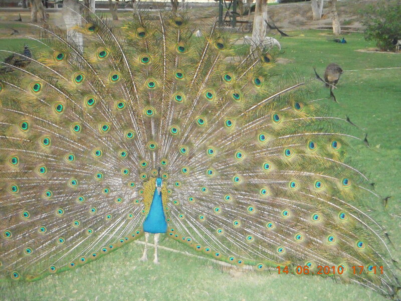 Peacock Displaying Tail — Blue, Natural, Afternoon