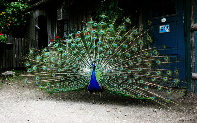 Peacock Displaying Tail — Blue, Natural