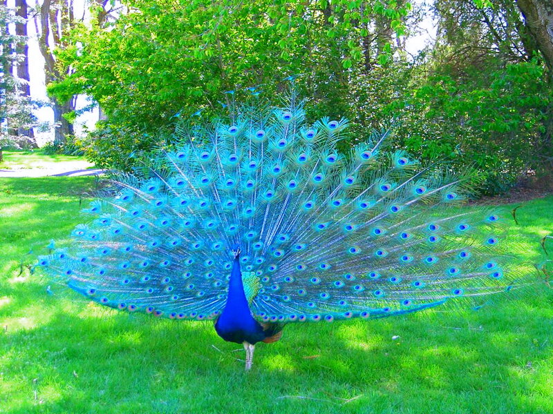 Peacock Displaying Tail — Blue, Serene, Afternoon