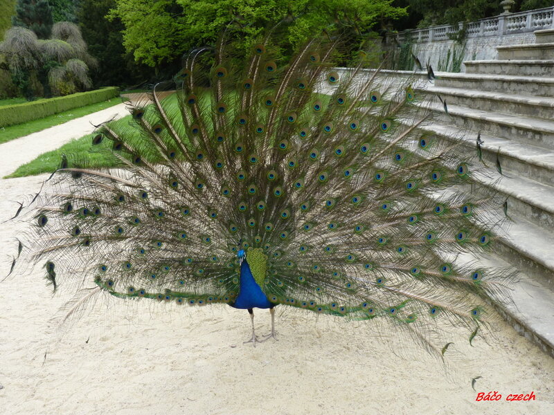 Peacock Displaying Tail — Blue, Serene