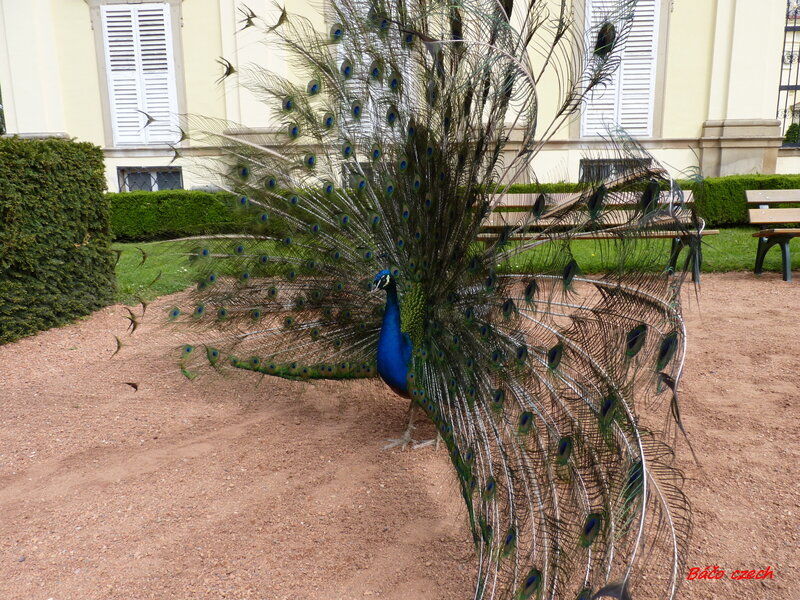 Peacock Displaying Tail — Blue