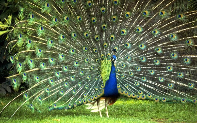 Peacock Displaying Tail — Blue, Vibrant, Afternoon, Photograph, Grass, Plants