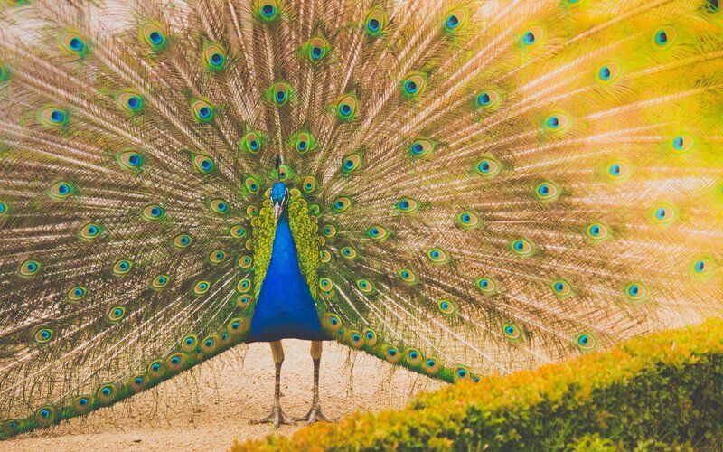 Peacock Displaying Tail — Blue, Vibrant, Afternoon, Photograph
