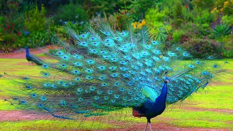 Peacock Displaying Tail — Blue, Vibrant, Afternoon