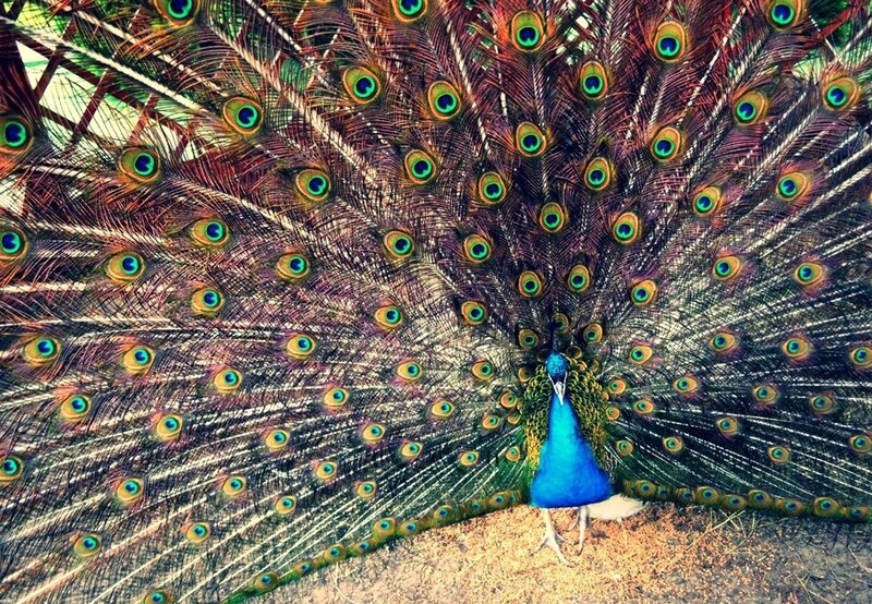 Peacock Displaying Tail — Blue, Vibrant, Photograph, Feathers