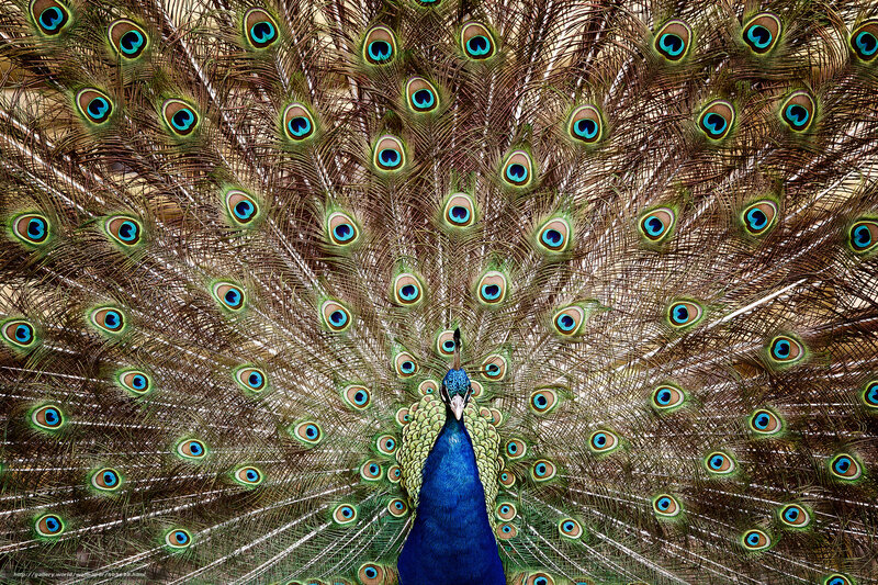 Peacock Displaying Tail — Blue, Vibrant, Photograph