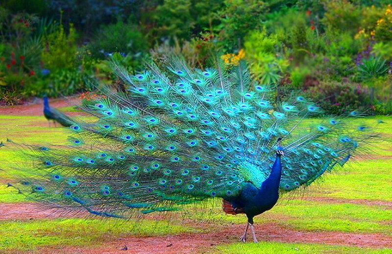 Peacock Displaying Tail — Blue, Vibrant