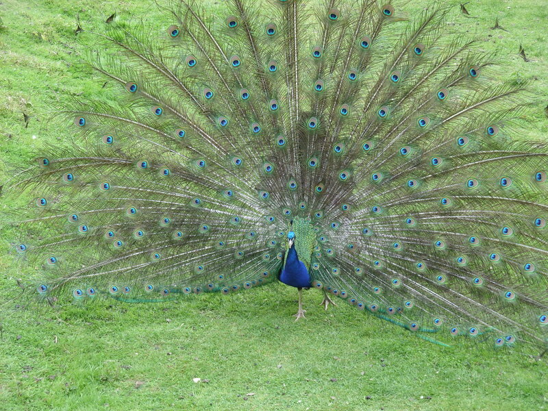 Peacock Displaying Tail — Green, Calm, Afternoon, Photograph