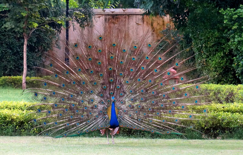 Peacock Displaying Tail — Green, Calm