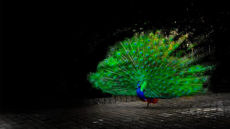 Peacock Displaying Tail — Green, Dramatic, Night
