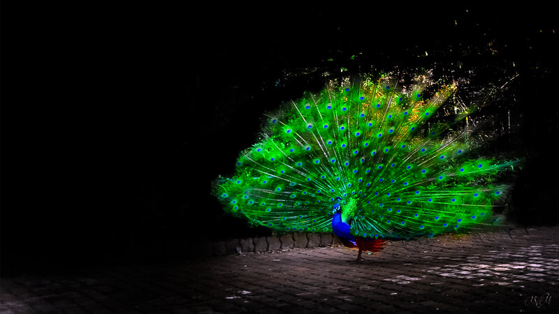 Peacock Displaying Tail — Green, Dramatic