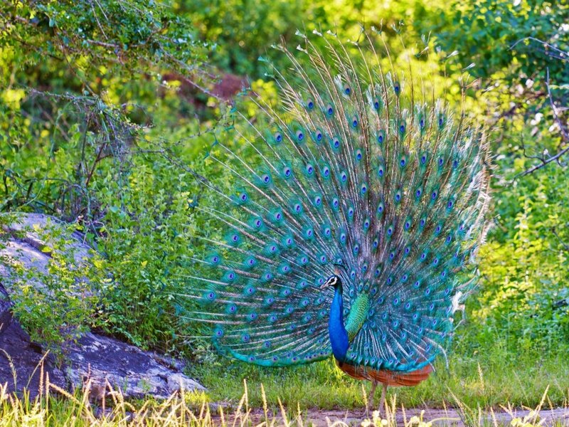 Peacock Displaying Tail — Green, Natural, Afternoon, Photograph