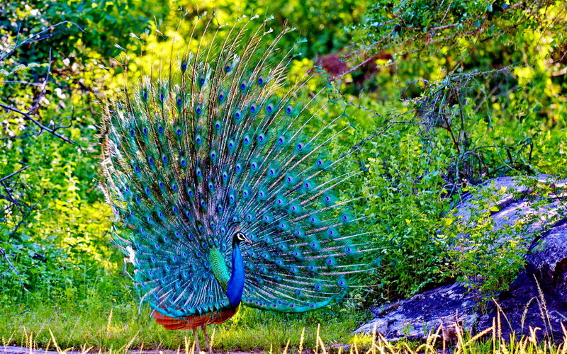 Peacock Displaying Tail — Green, Natural, Afternoon, Photograph, Trees