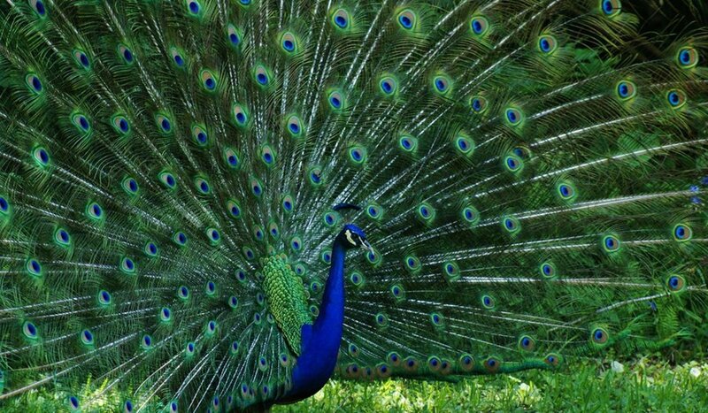 Peacock Displaying Tail — Green, Natural, Afternoon