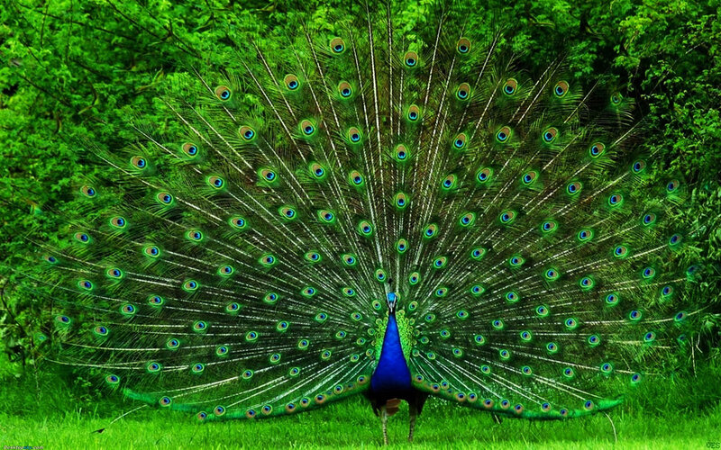 Peacock Displaying Tail — Green, Natural