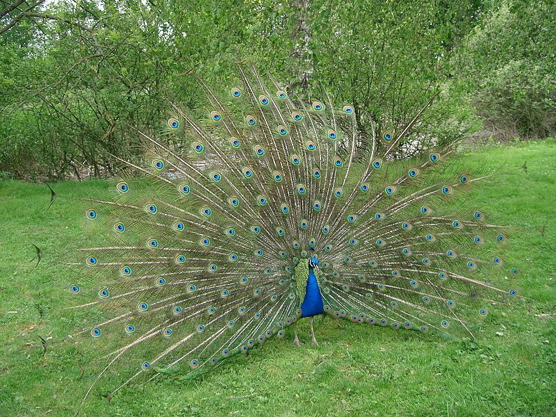Peacock Displaying Tail — Green
