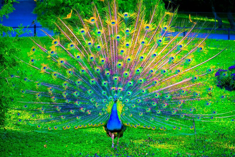 Peacock Displaying Tail — Green, Vibrant