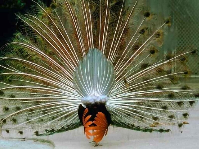 Peacock Displaying Tail — White