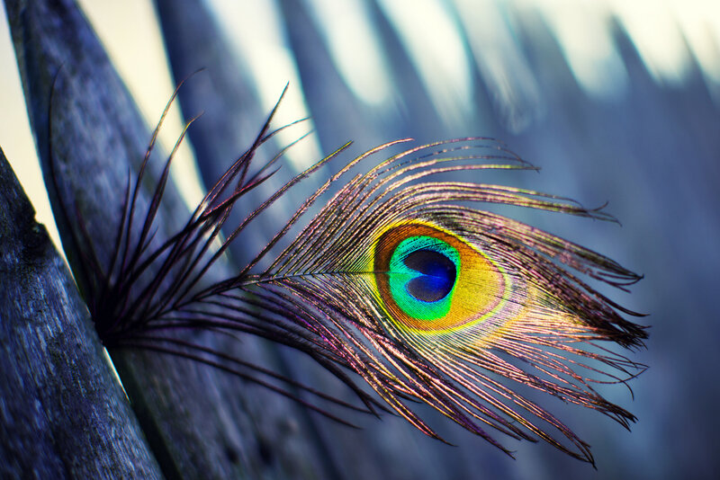Peacock Feather — Blue